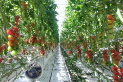 Gartnerforbundet har forventninger til regjeringens krisepakke for landbruket