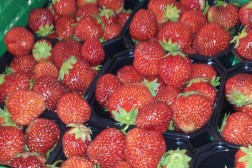 Felles kompetanseløft for grøntprodusenten som arbeidsgiver