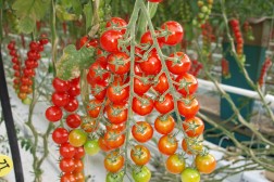 CO2-fangst kan gi klimanøytrale tomater