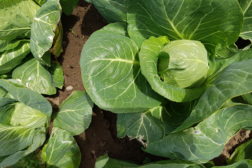 Velg norsk med god samvittighet!