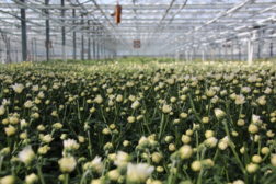 Skyhøye CO2-avgifter for norske gartnerbedrifter