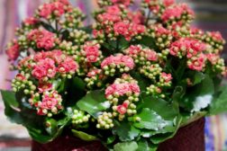 Tolljuks danker ut norsk ildtopp