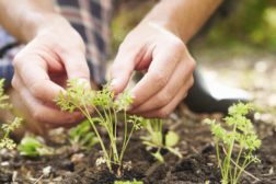 NGF- webinarer om arbeidskraft