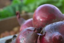 Halvert løkavling denne sesongen