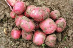 Ny risikoavlastning for grøntprodusentene- må gjelde hele grøntnæringen