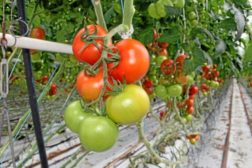 NGF skjerper kampen mot CO2-avgift