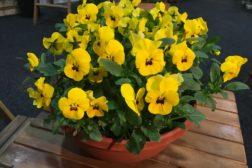 Handler blomster og planter som før