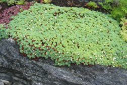 Ingen grunn til «svart» samvittighet i hagen