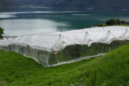 Smittevernveileder for produksjon av frukt og bær, grønnsaker og potet