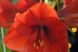 God jul til alle våre medlemmer